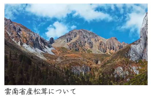 雲南省産松茸について