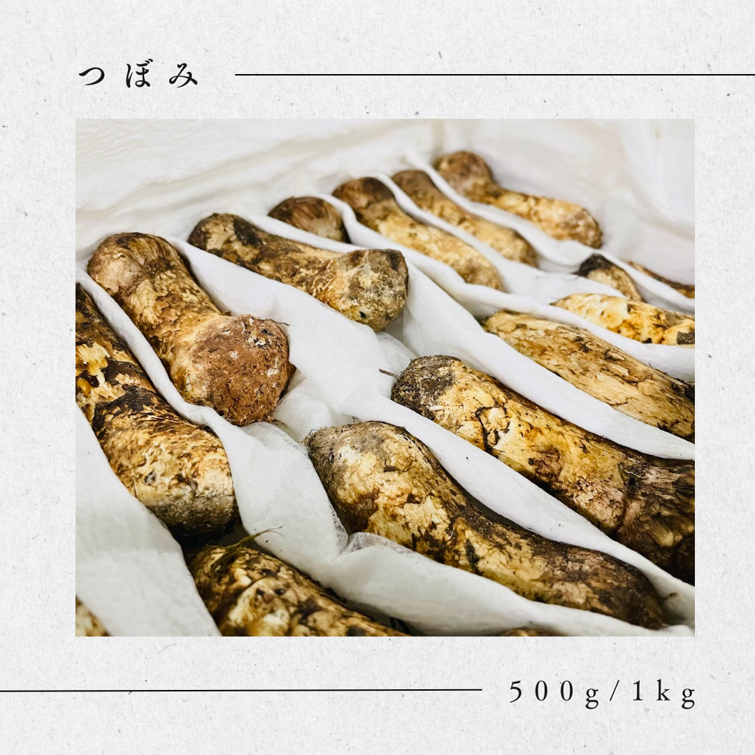 松茸 【つぼみ】中国産