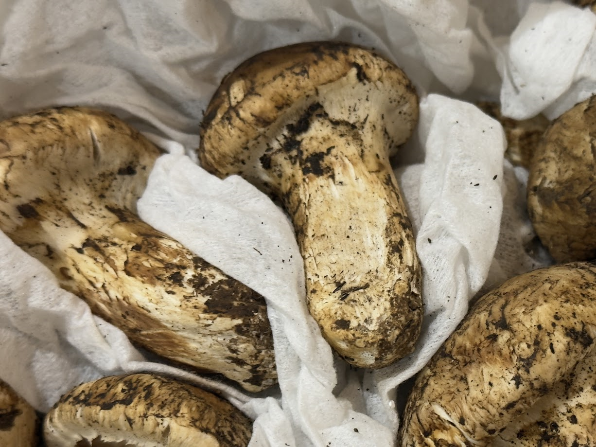 生鮮松茸【つぼみ】トルコ産