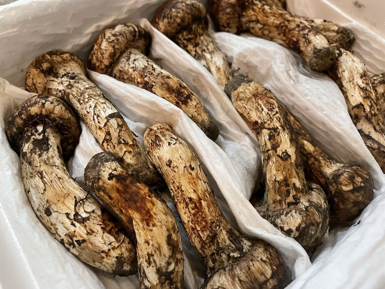 松茸 【中つぼみ】中国産