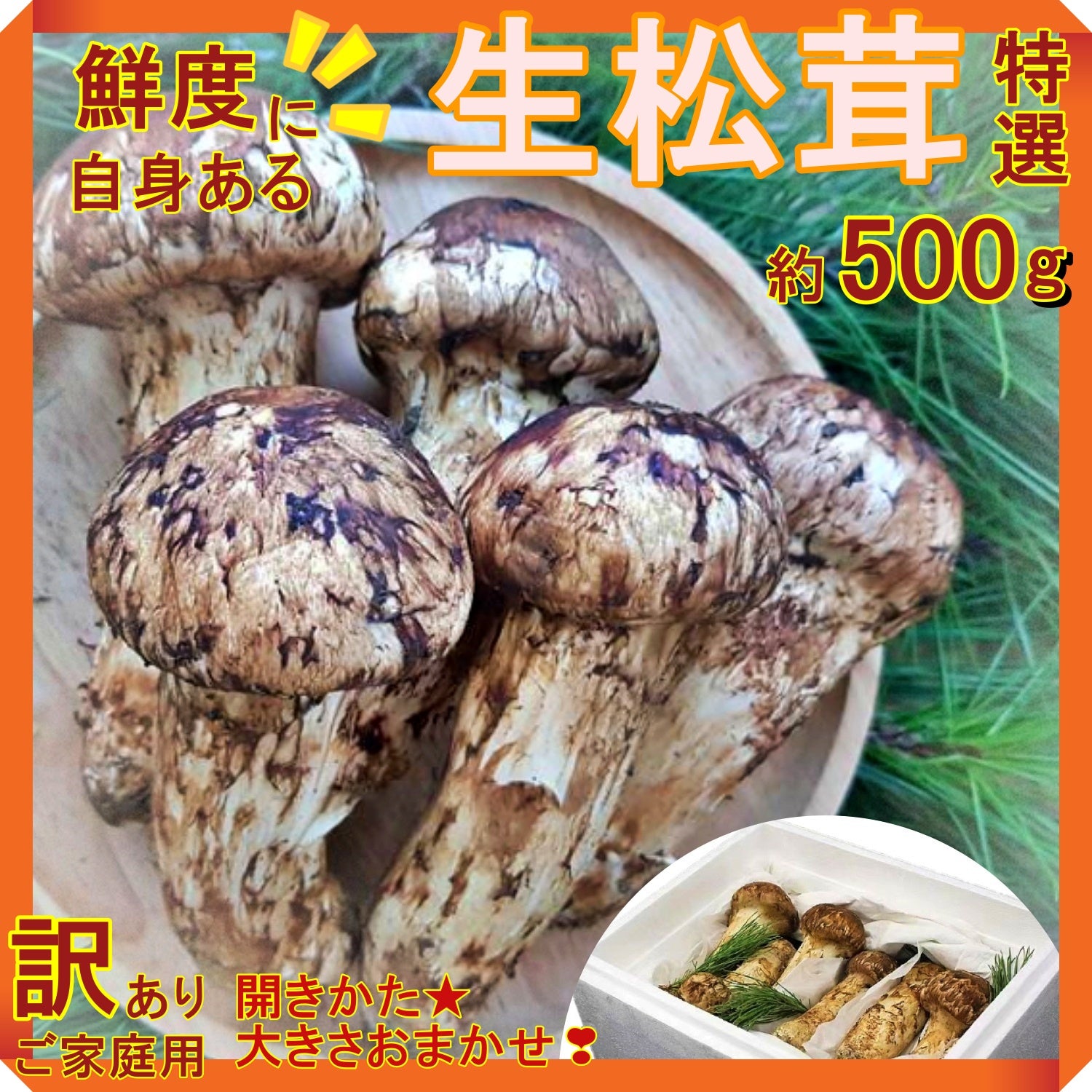 松茸 中国産 訳あり 500g 送料無料 ＜開き方・大きさおまかせ＞ – SAHARA