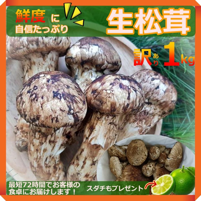 天然徳島県産松茸370g早い者勝ち！！ - almanafaz.com