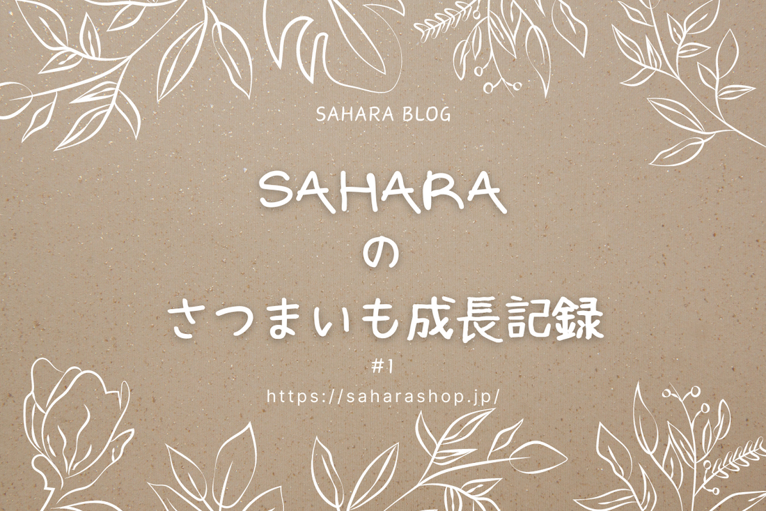 SAHARAのさつまいも成長記録 #1