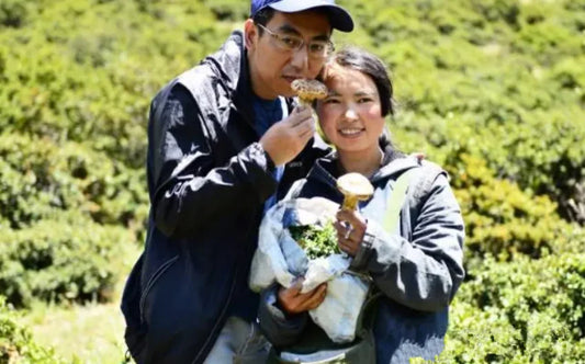 最高品質の松茸の産地、小金（しょうきん） 探訪の旅：その３