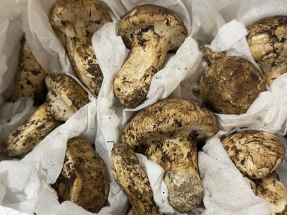 生鮮松茸【つぼみ】トルコ産
