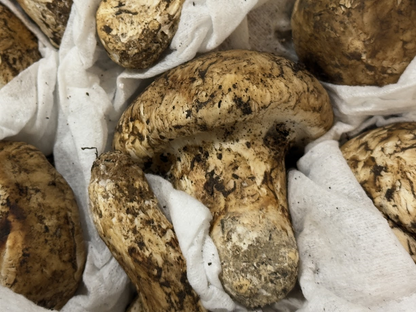 生鮮松茸【つぼみ】トルコ産