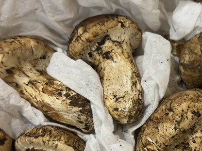 生鮮松茸【つぼみ】トルコ産