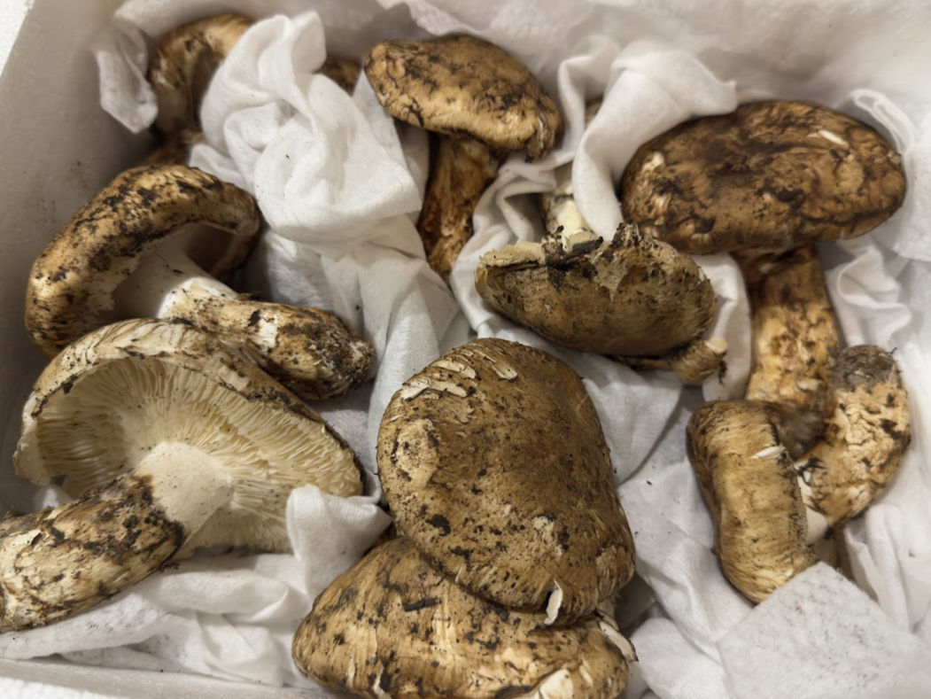 生鮮松茸【規格外品】トルコ産