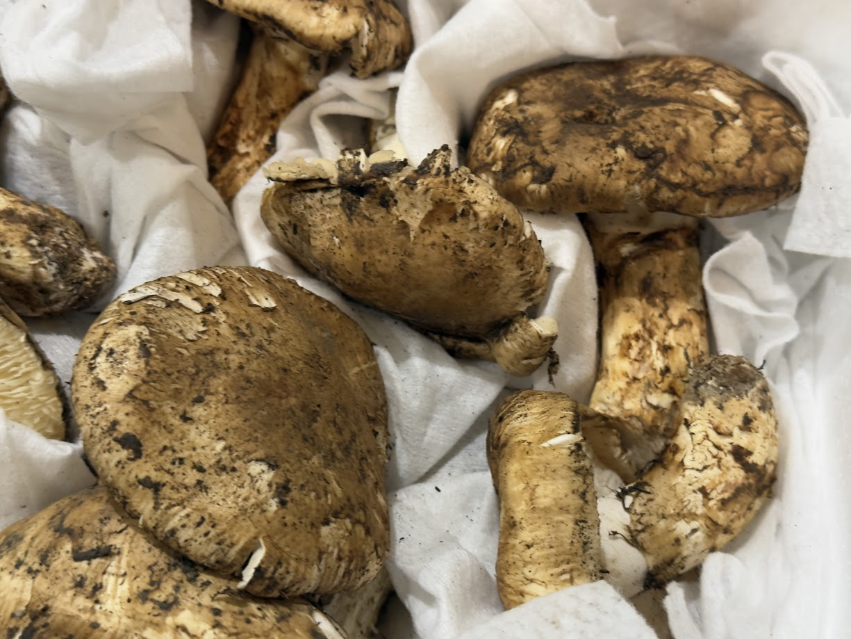 生鮮松茸【規格外品】トルコ産