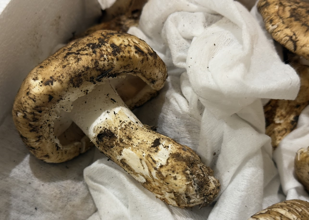 生鮮松茸【規格外品】トルコ産