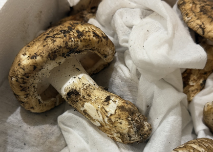 生鮮松茸【規格外品】トルコ産