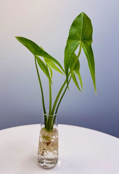 鳥取県産 種芋から育てるくわい 5個入り【水草・観賞用に】