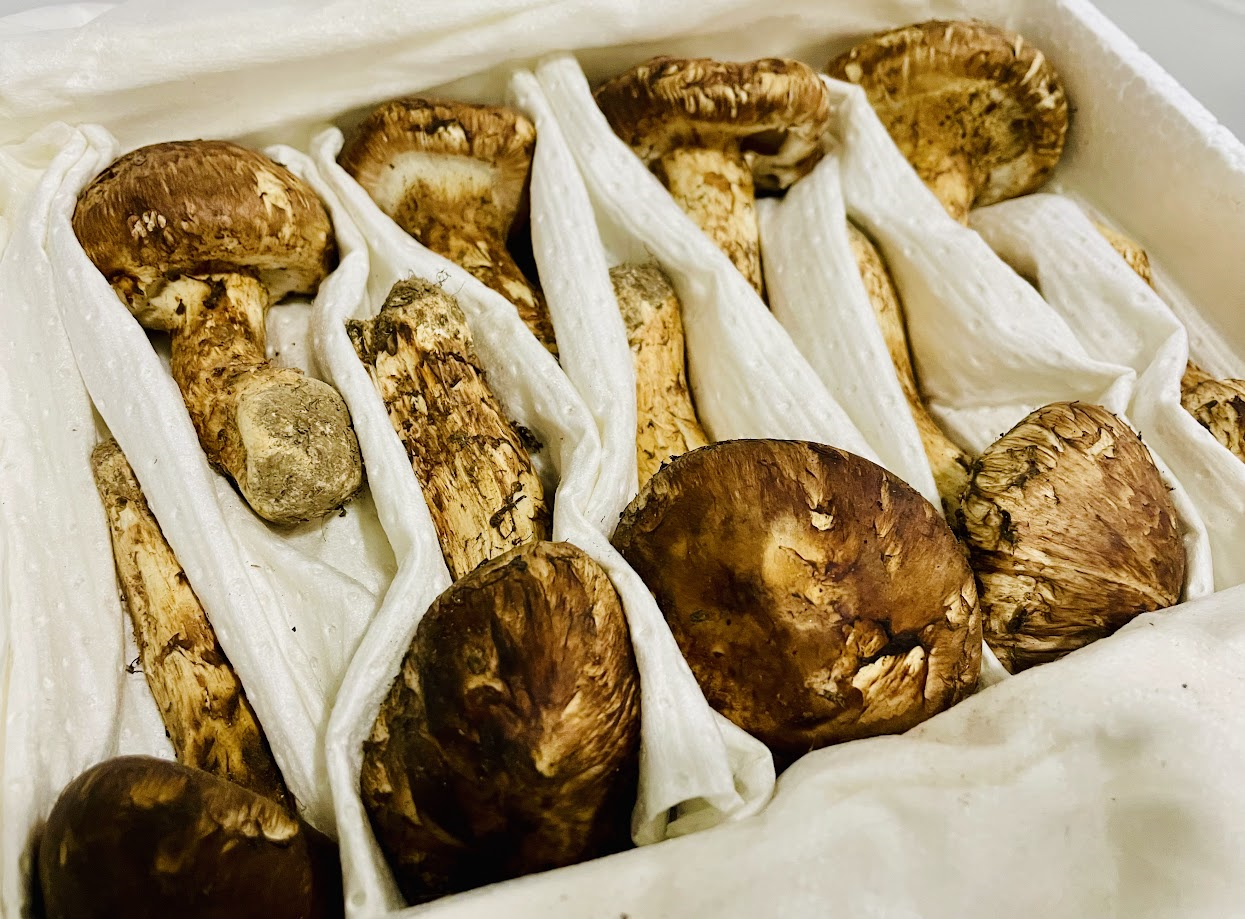 生鮮松茸 【中つぼみ】中国産 – 神戸から全国へ!生鮮食品のお取寄せ 生鮮松茸 【中つぼみ】中国産 – 神戸から全国へ!生鮮食品のお取寄せ