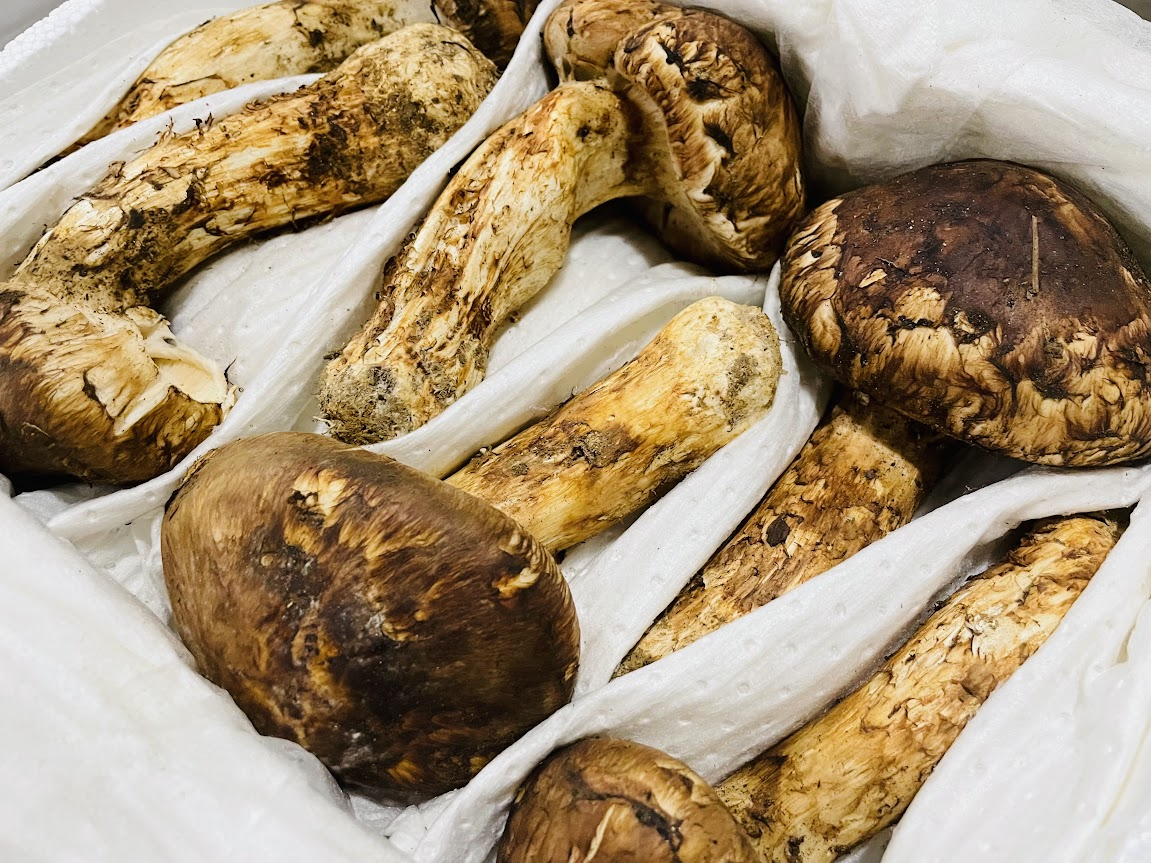 生鮮松茸 【中つぼみ】中国産 – 神戸から全国へ!生鮮食品のお取寄せ 生鮮松茸 【中つぼみ】中国産 – 神戸から全国へ!生鮮食品のお取寄せ