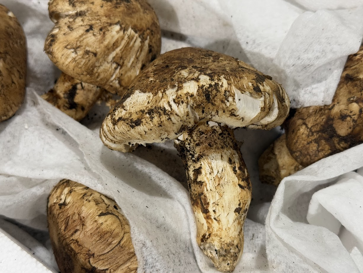 生鮮松茸【規格外品】トルコ産