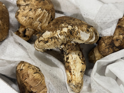 生鮮松茸【規格外品】トルコ産