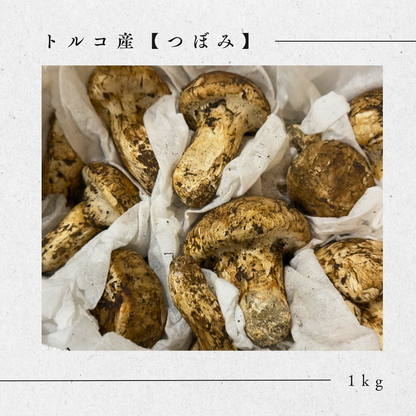 生鮮松茸【つぼみ】トルコ産