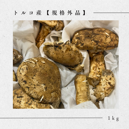生鮮松茸【規格外品】トルコ産
