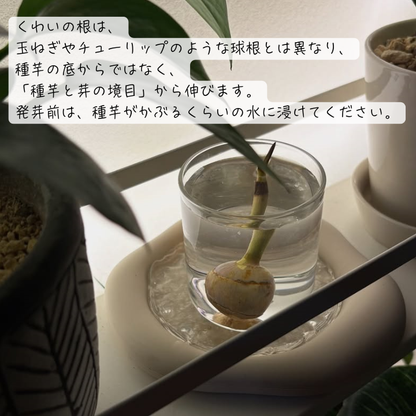 鳥取県産 種芋から育てるくわい 5個入り【水草・観賞用に】