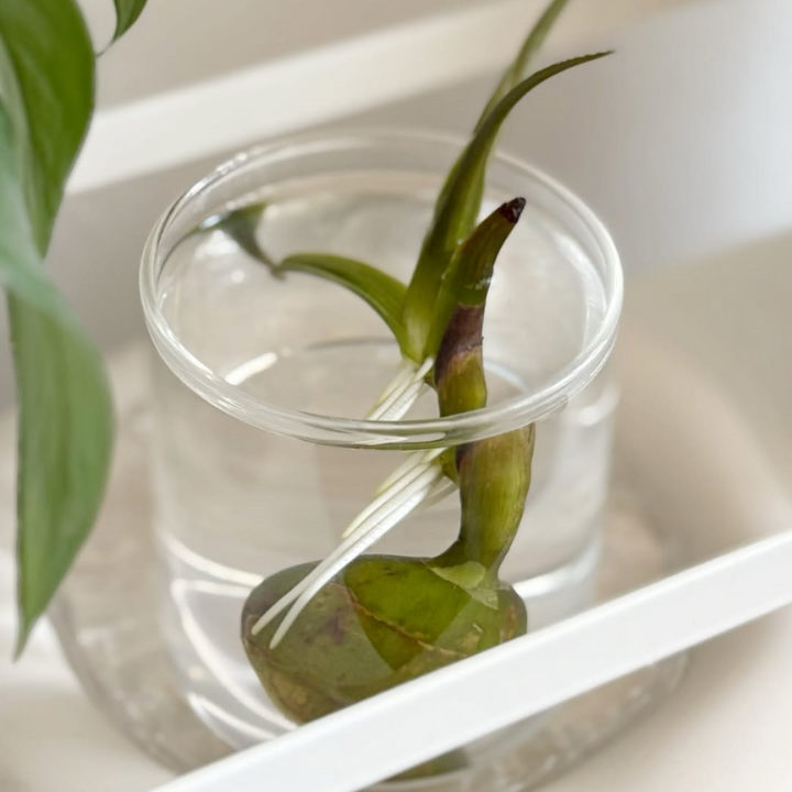 鳥取県産 種芋から育てるくわい 5個入り【水草・観賞用に】