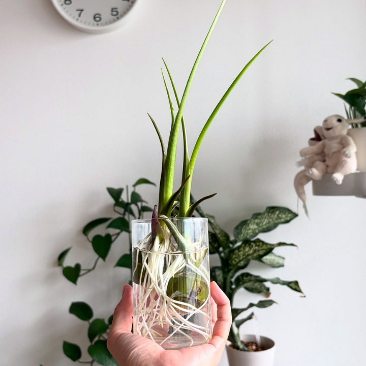 鳥取県産 種芋から育てるくわい 5個入り【水草・観賞用に】