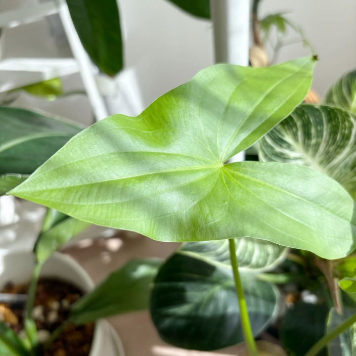 鳥取県産 種芋から育てるくわい 5個入り【水草・観賞用に】