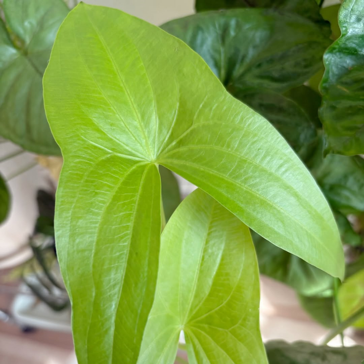 鳥取県産 種芋から育てるくわい 5個入り【水草・観賞用に】