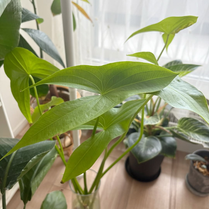 鳥取県産 種芋から育てるくわい 5個入り【水草・観賞用に】