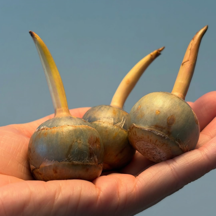 鳥取県産 種芋から育てるくわい 5個入り【水草・観賞用に】