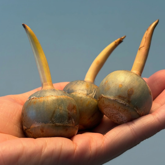 鳥取県産 種芋から育てるくわい 5個入り【水草・観賞用に】