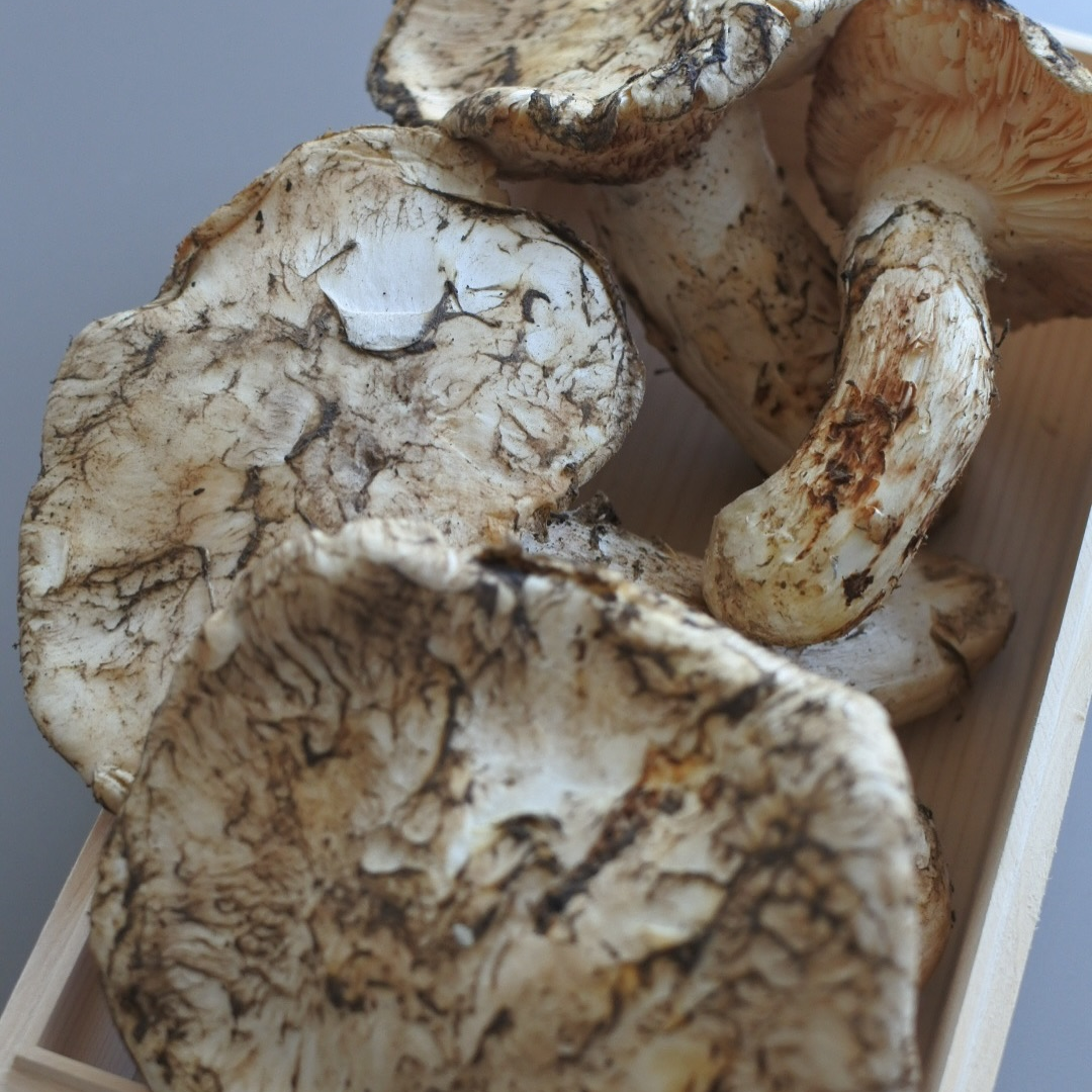 生鮮松茸【規格外品】北米産