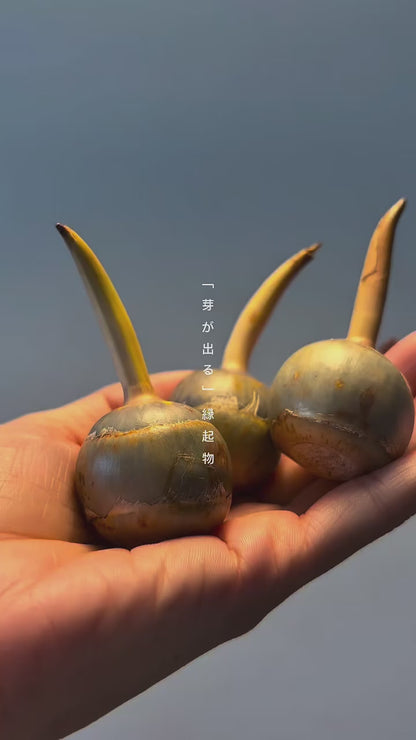 鳥取県産 種芋から育てるくわい 5個入り【水草・観賞用に】