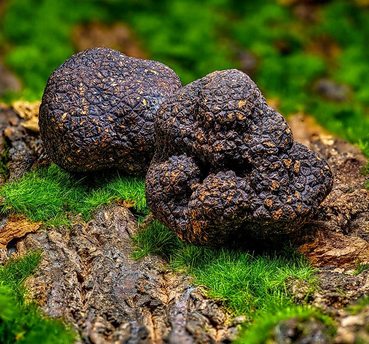 天然黒トリュフ200g ⑤ 天然黒トリュフ200g ⑤ 中国雲南省産(天然野生) 黒トリュフ 100g