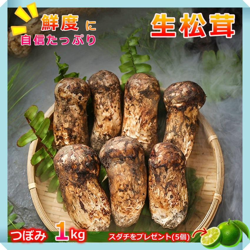 北海道産9月12日収穫！国産松茸295g +おまけ225g付 はげ落ちる