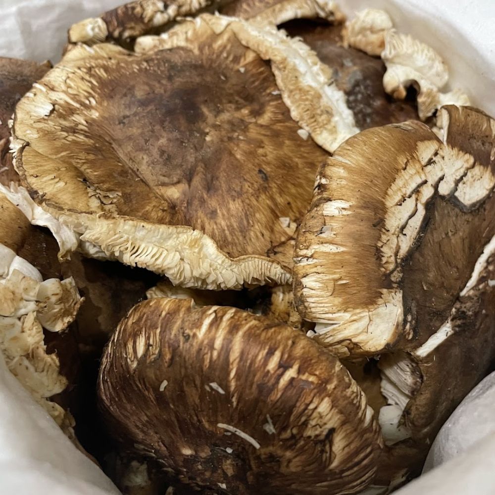 生鮮松茸【 規格外品】中国産