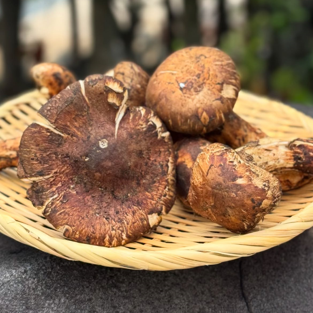 生鮮松茸【 規格外品】中国産