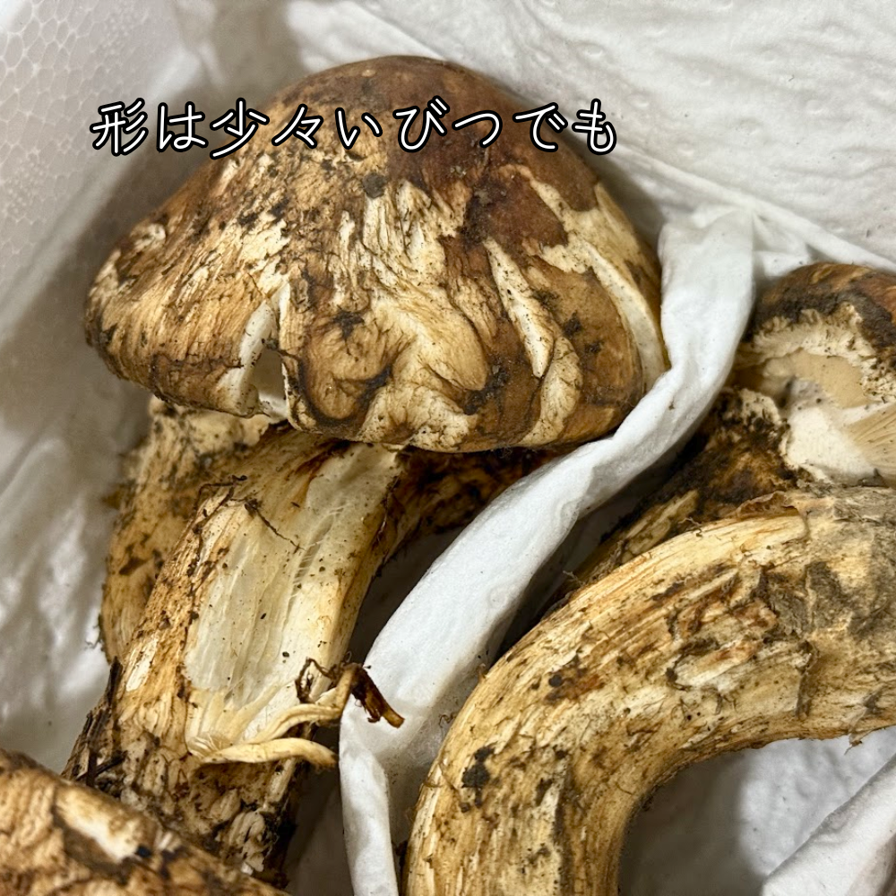 生鮮松茸【 規格外品】中国産