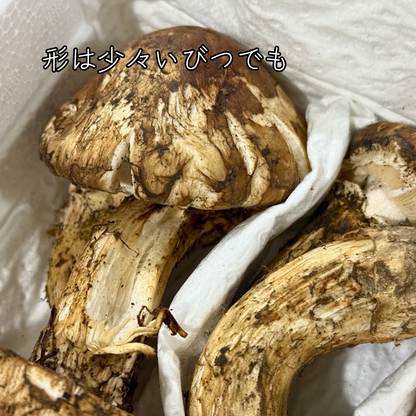 生鮮松茸【 規格外品】中国産