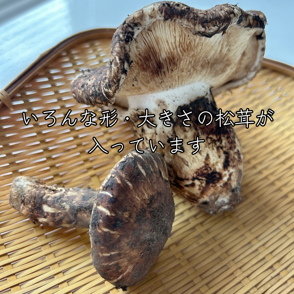 生鮮松茸【 規格外品】中国産