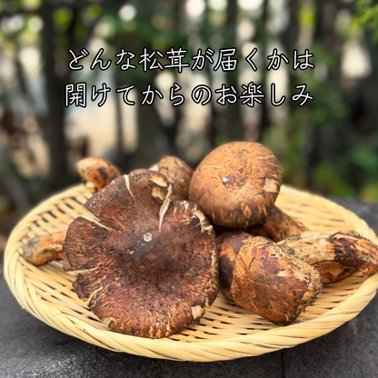 生鮮松茸【 規格外品】中国産
