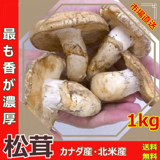 松茸 2024 カナダ産 北米産 訳あり 約1kg 原体＜開き方・大きさおまかせ＞ 秋の味覚 家族用 鮮度がよく 香り豊かな 生松茸 送料無料