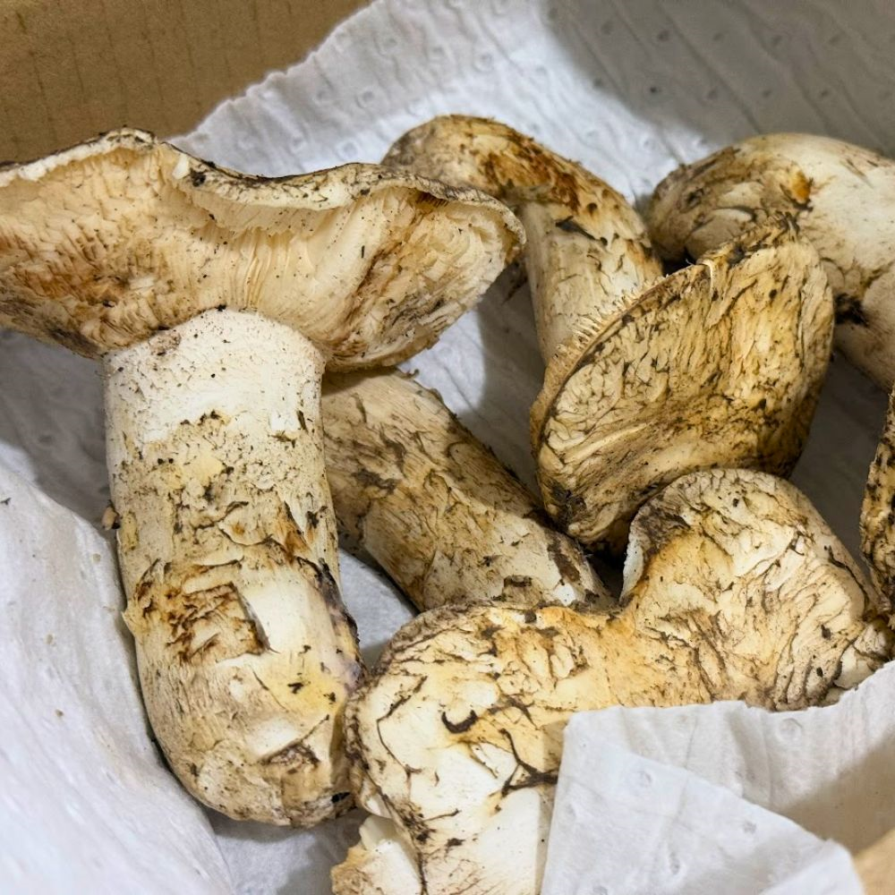 生鮮松茸【規格外品】北米産