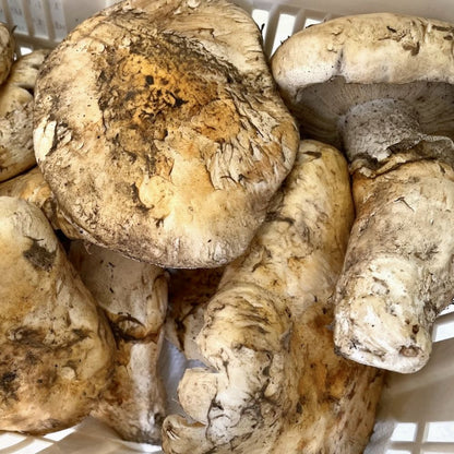 生鮮松茸【規格外品】北米産