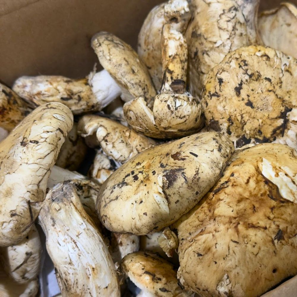 生鮮松茸【規格外品】北米産