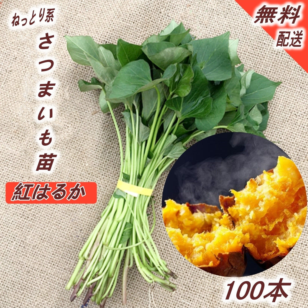 さつまいも苗【紅はるか500本】【ウイルスフリー切り苗】